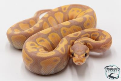 Python royal - Python regius Banana
