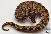 Python royal - Python regius Yellow Belly