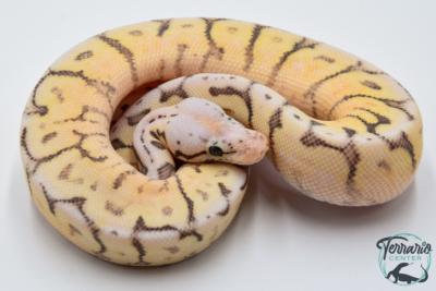 Python royal - Python regius Killer Bee Yellow Belly