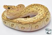 Python royal - Python regius Clown Lesser