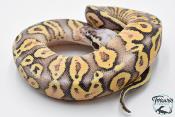 Python royal - Python regius Super Pastel Yellow Belly
