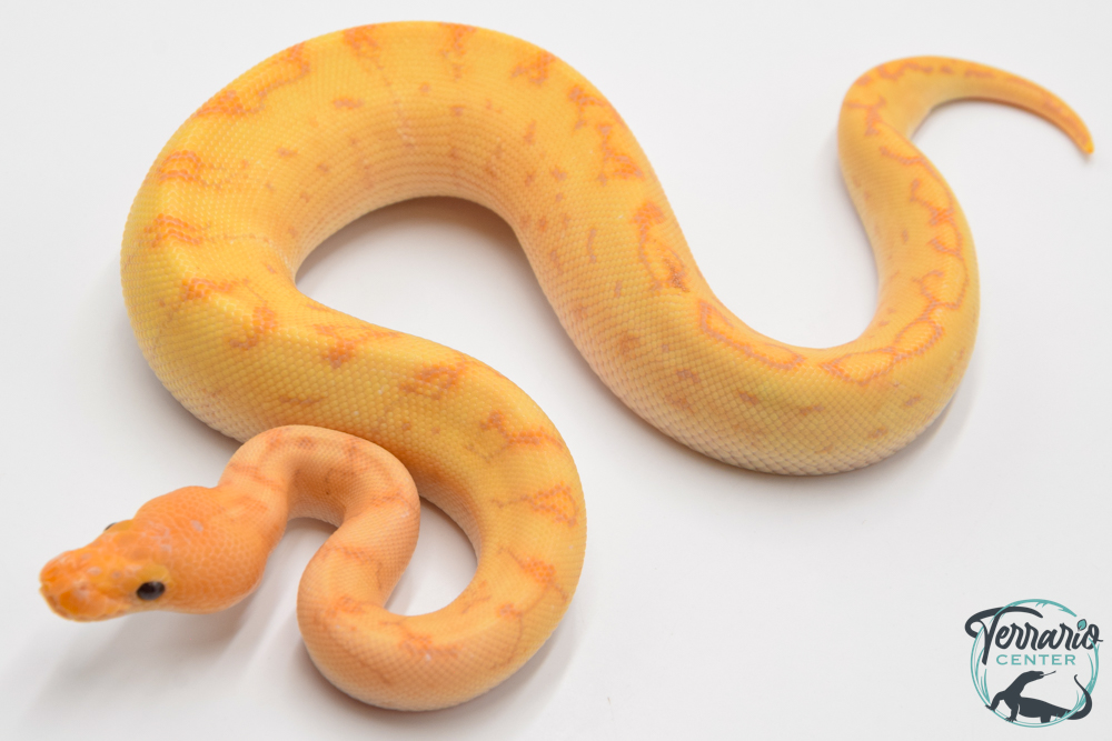 Python royal - Python regius Banana Clown Pinstripe Yellow Belly