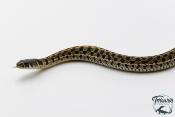 Thamnophis marcianus -  Serpent jarretière à damier