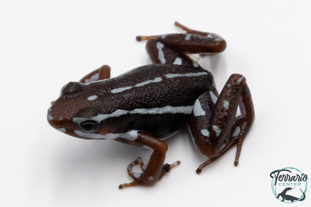 Epipedobates anthonyi - Epipédobate d'Anthony "Buena Esperanza"