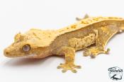Correlophus ciliatus - Gecko à crête - NC 2025 -  39