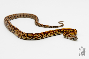 Serpent des blés - Pantherophis guttatus Tessera
