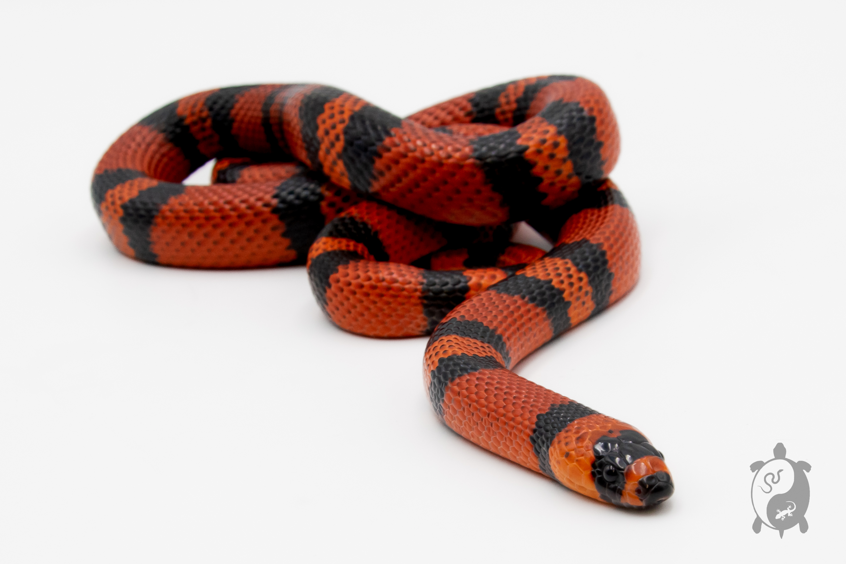 Lampropeltis triangulum hondurensis Tangerine nc 2022 - Serpent faux corail