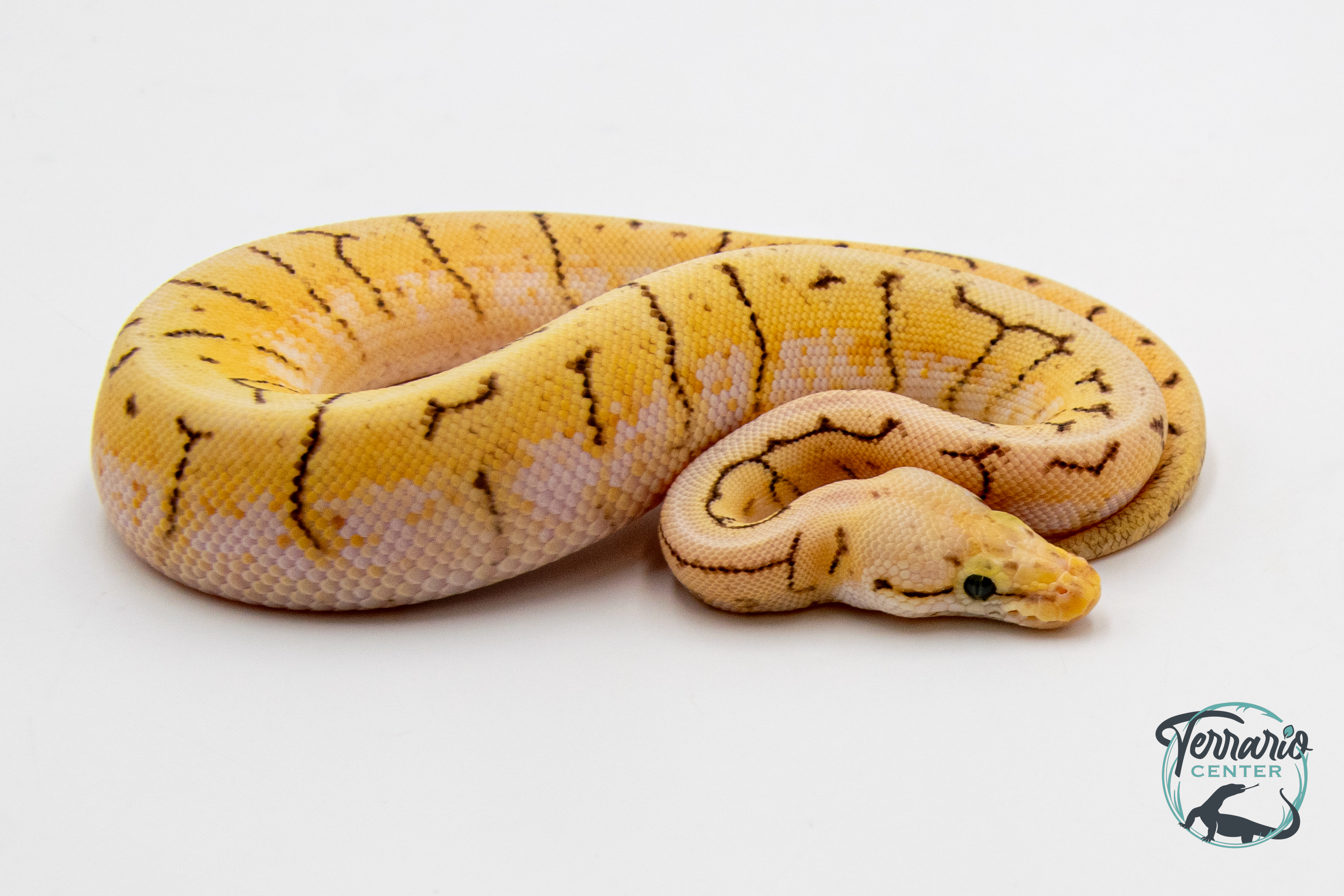Python royal - Python regius Spinner Blast Yellow Belly