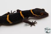 Goniurosaurus hainanensis -  Gécko des cavernes de Hainan