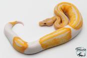Python royal - Python regius Piebald lavender Albino - Dreamsicle