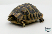 Tortue d'Hermann - Testudo hermanni boettgeri 14-16 cm - Femelle 