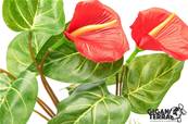 Anthurium Rouge 32cm