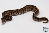 Python royal - Python regius Black Pastel
