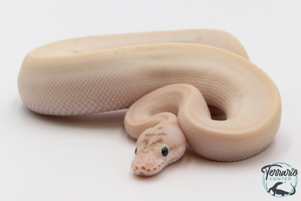 Python royal - Python regius Ivory Bumblebee