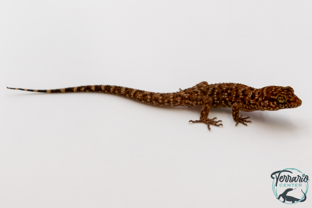 Heteronotia binoei - Gecko épineux