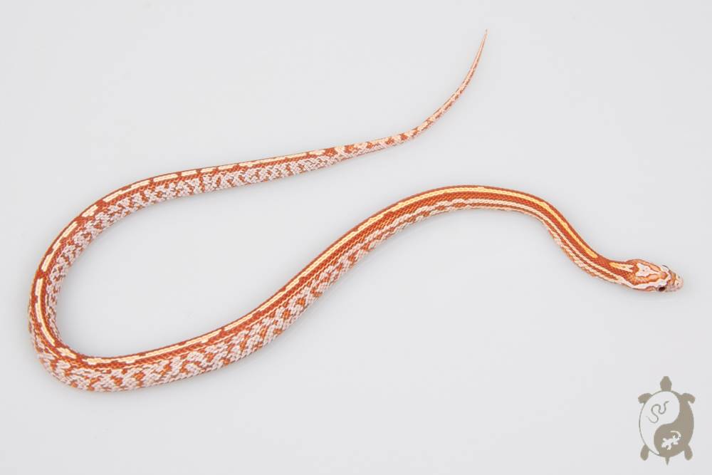 Serpent des blés - Pantherophis guttatus Tessera ultramel