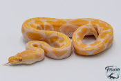 Python royal - Python regius Albinos Pastel Enchi