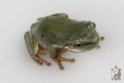 Dryopsophus (Litoria) caeruleus adulte - Rainette de White