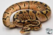 Python royal - Python regius Woma Pastel