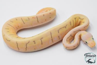 Python royal - Python regius Killer Spinner