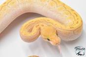 Python royal - Python regius Banana Butter Pinstripe