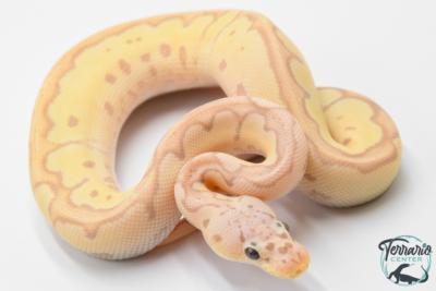 Python royal - Python regius Banana Clown Pastel