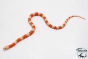 Lampropeltis triangulum hondurensis -  Faux-corail du Honduras - Albinos