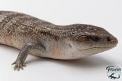 Tiliqua scincoides chimaerea - Scinque à langue bleue