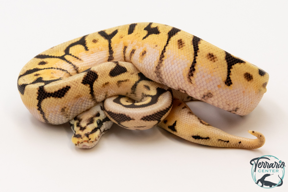 Python royal - Python regius Bumble Belly