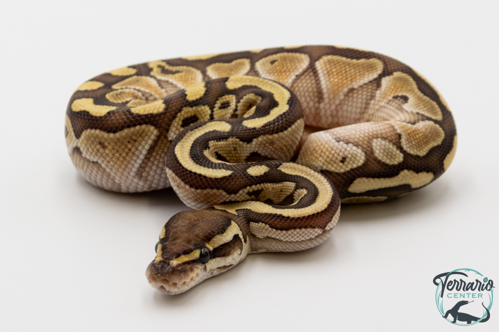 Python royal - Python regius Butter