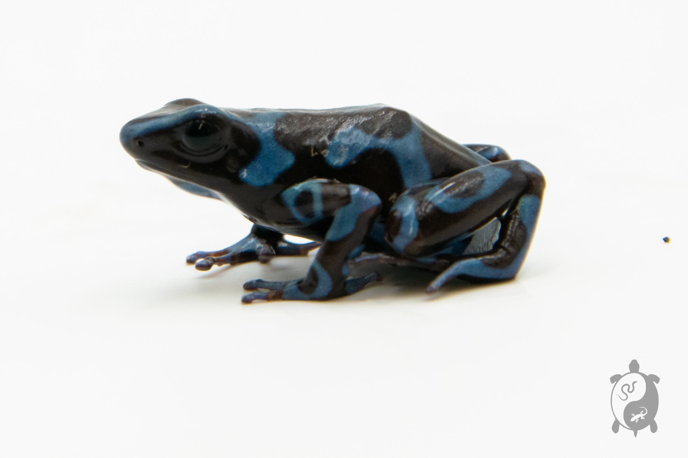 Dendrobates auratus - Dendrobate doré Blue