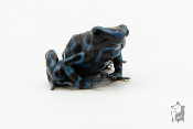 Dendrobates auratus - Dendrobate doré Blue