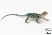 Crotaphytus collaris collaris Wichita Mountains - Lézard à collier 