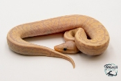 Python royal - Python regius Banana Pinstripe Yellow Belly