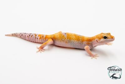 Geckos Leopard