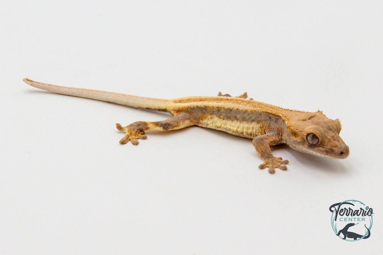 Correlophus ciliatus Lily White - Gecko à crête - Juvénile 14 -  NC 2023 - PH2024011010152292