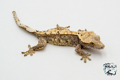 Correlophus ciliatus - Gecko à crête - Femelle -  250228500117250