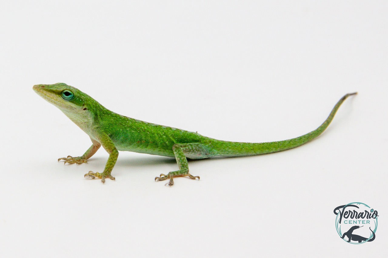 Anolis carolinensis - Anolis vert