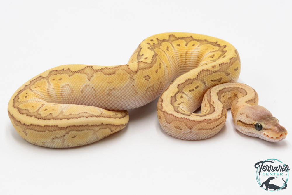 Python royal - Python regius Butter Pastel Pinstripe