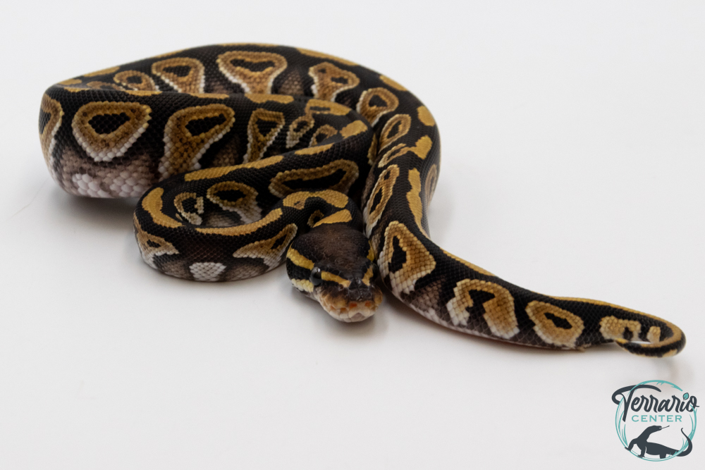 Python royal - Python regius Mojave