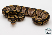 Python royal - Python regius Sugar het Piebald