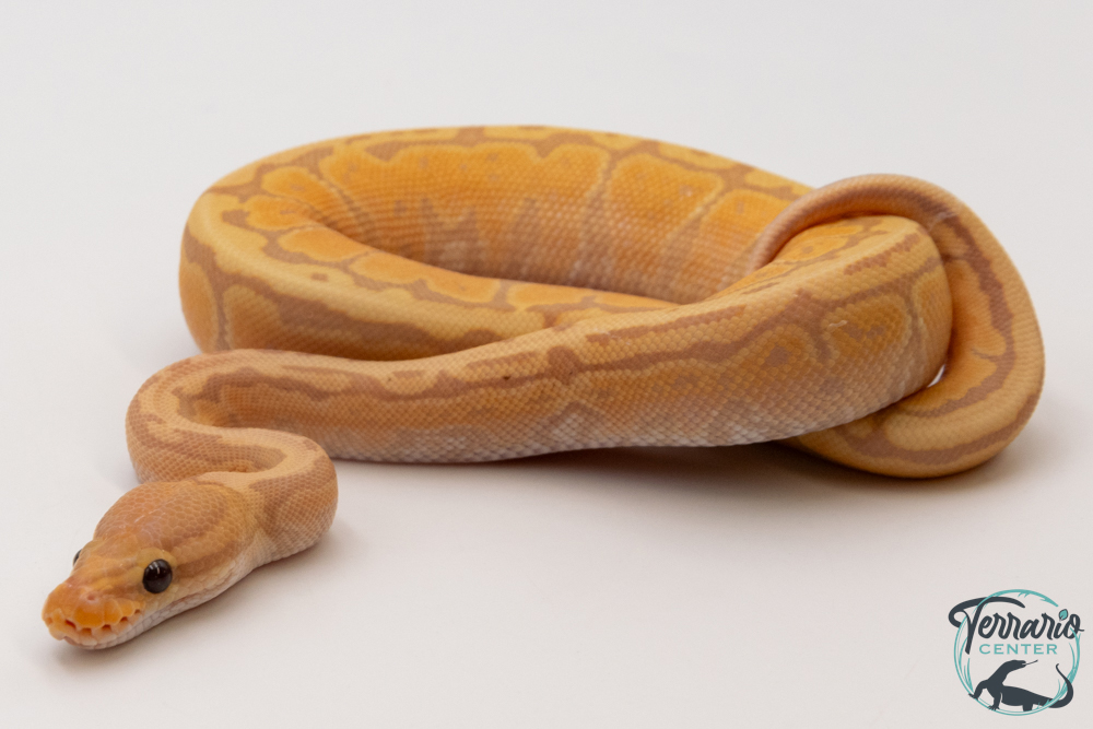 Python royal - Python regius Banana Pinstripe Yellow Belly