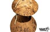 Coconut oiseau - Beruk Type 3 - 12x12x12cm