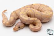 Python royal - Python regius Banana Yellow Belly
