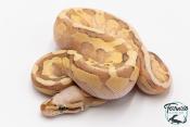 Python royal - Python regius Super Vanilla Lesser