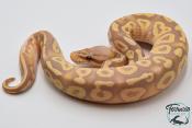 Python royal - Python regius Banana Pastave