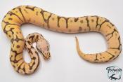 Python royal - Python regius Killer Bee