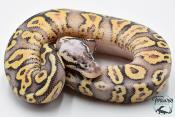 Python royal - Python regius Super Pastel Yellow Belly