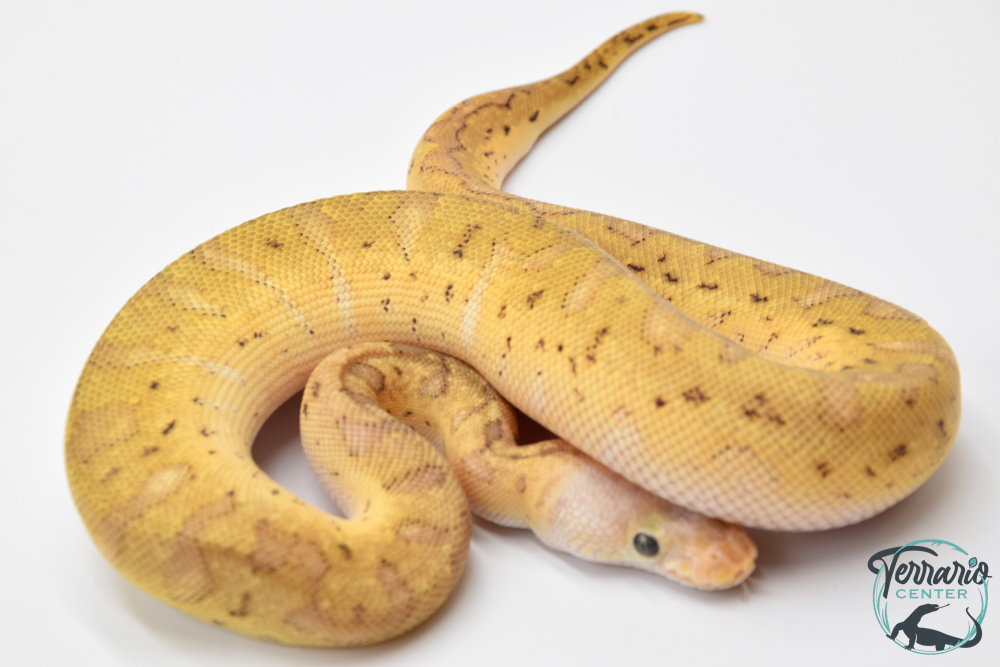 Python royal - Python regius Clown Lemonblast