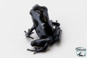 Dendrobates auratus - Dendrobate doré "Blue Black"